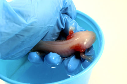 Leucistic Albino Axolotl All Reptiles