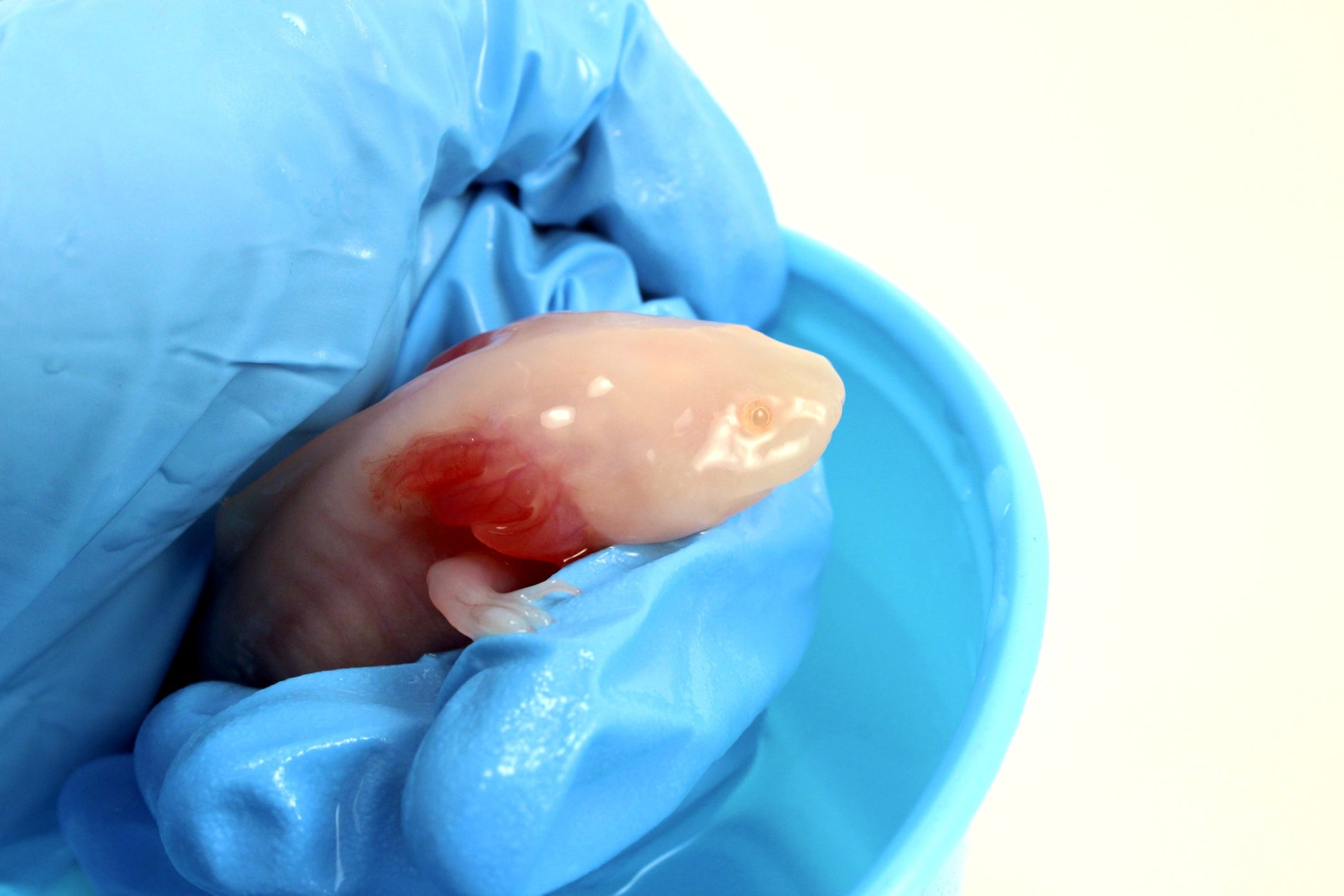 Leucistic Albino Axolotl All Reptiles