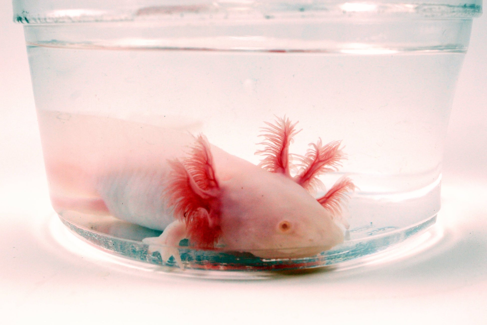 Leucistic Albino Axolotl All Reptiles