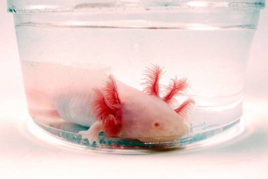 Leucistic Albino Axolotl All Reptiles