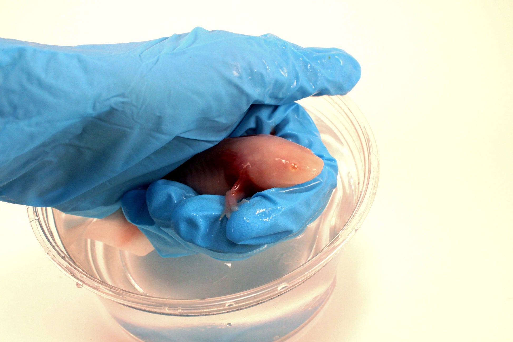 Leucistic Albino Axolotl All Reptiles