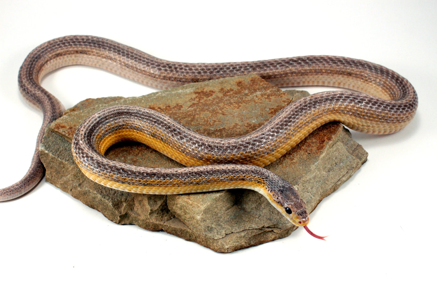 Dilute Anery Striped Corn Snake All Reptiles