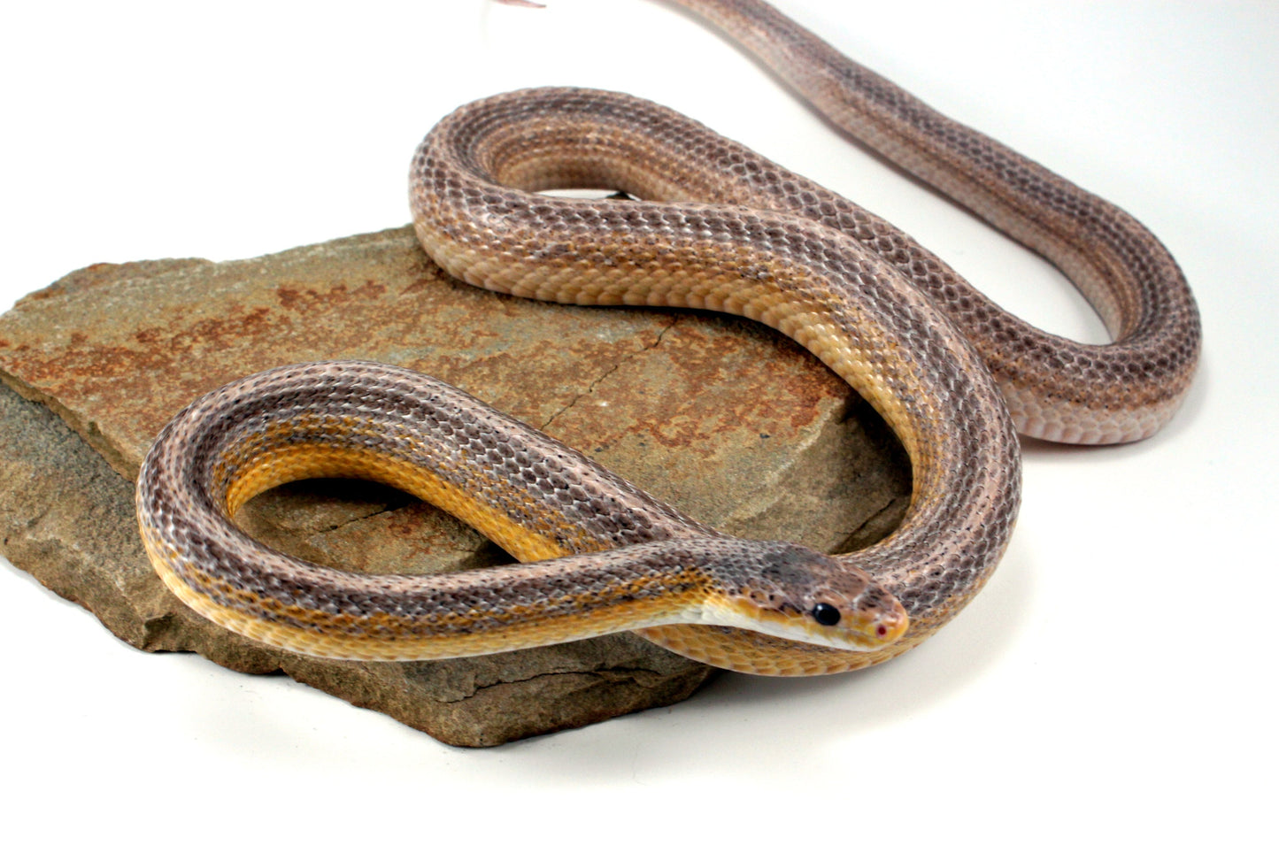 Dilute Anery Striped Corn Snake All Reptiles