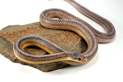 Dilute Anery Striped Corn Snake All Reptiles