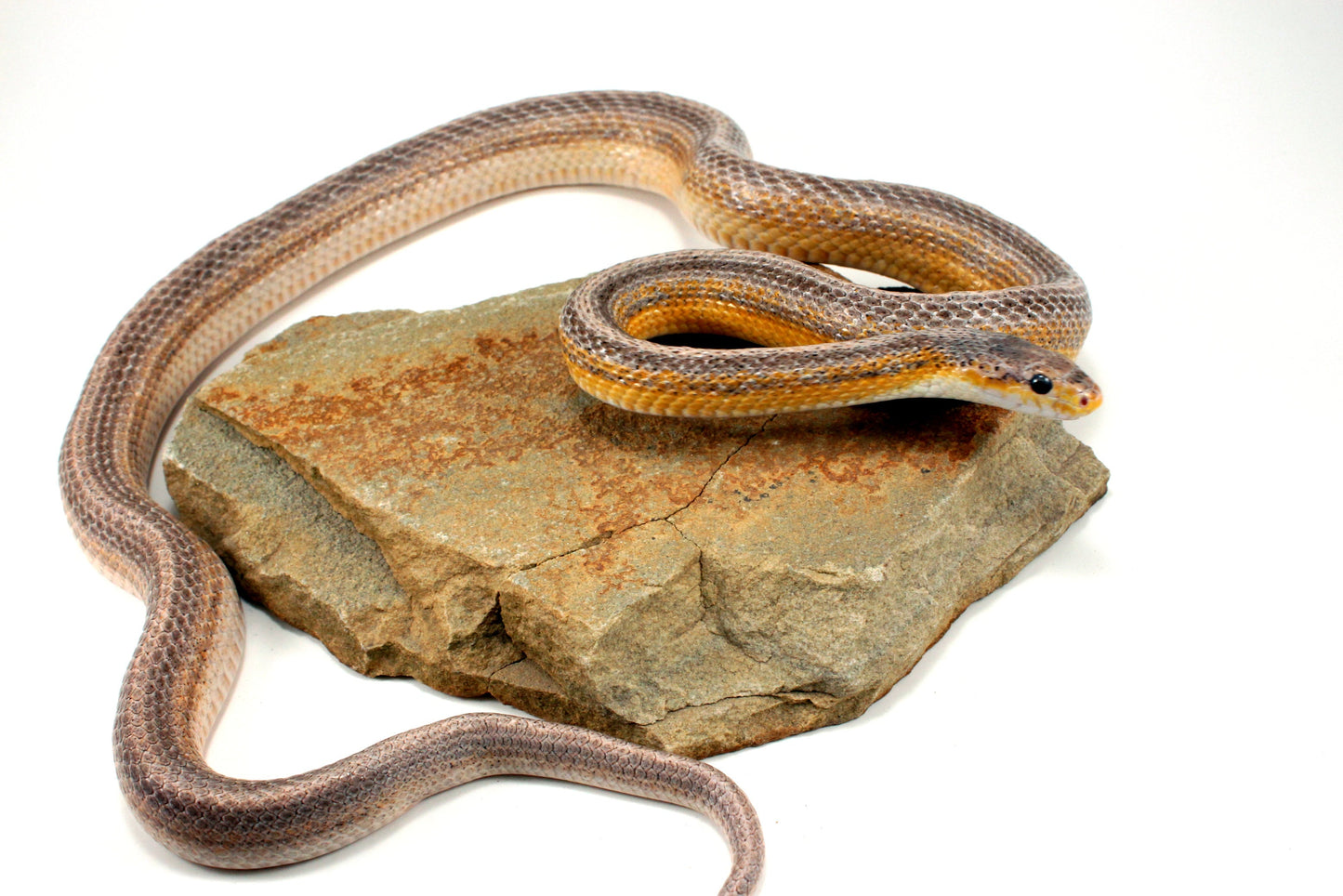 Dilute Anery Striped Corn Snake All Reptiles