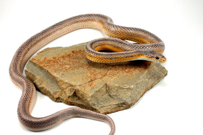 Dilute Anery Striped Corn Snake All Reptiles