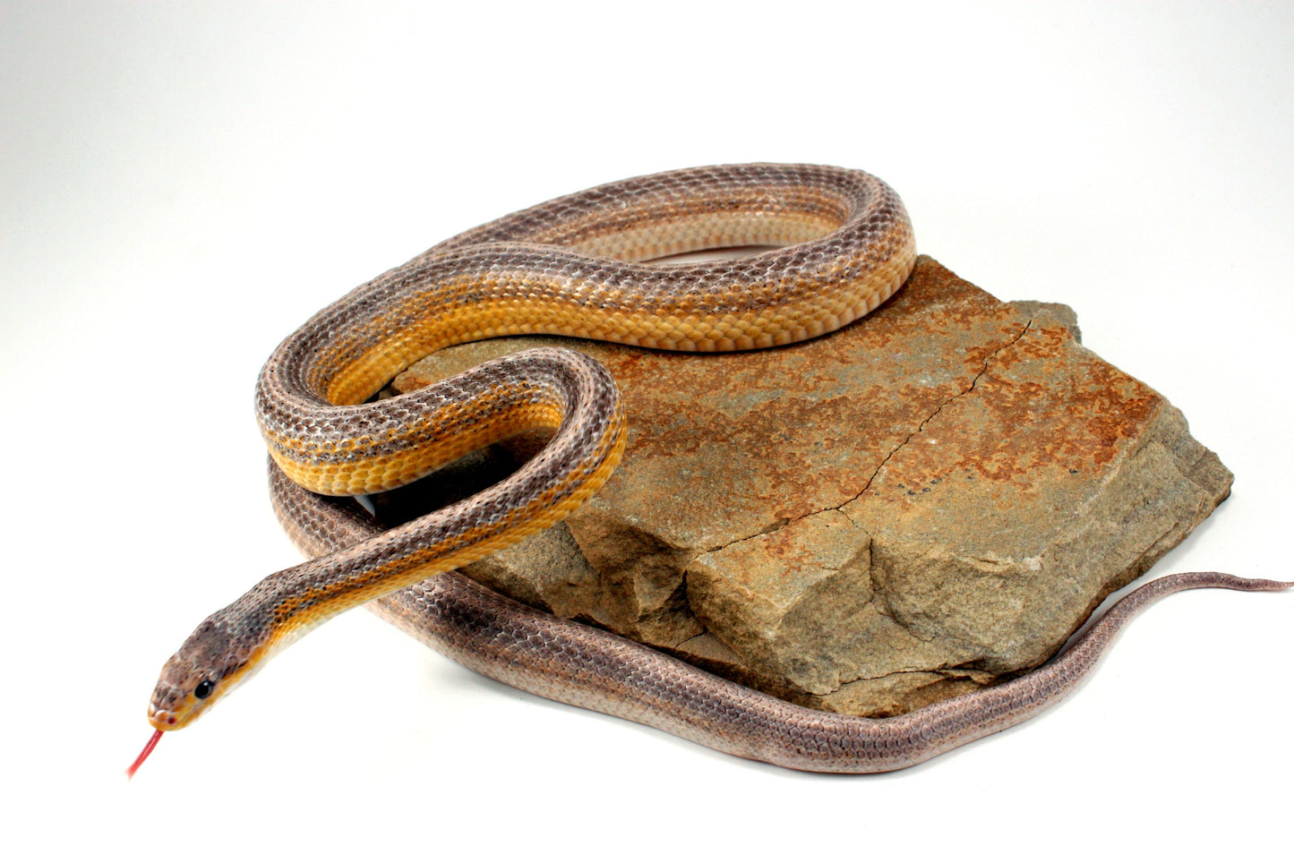 Dilute Anery Striped Corn Snake All Reptiles