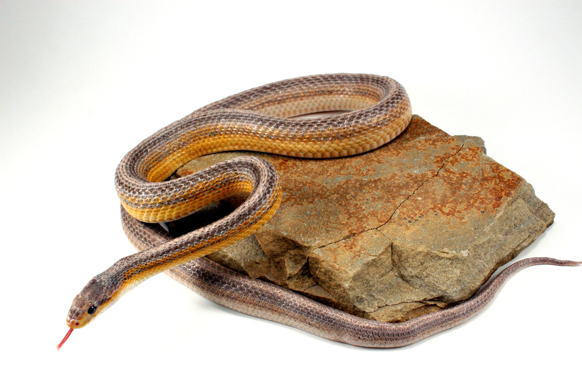 Dilute Anery Striped Corn Snake All Reptiles
