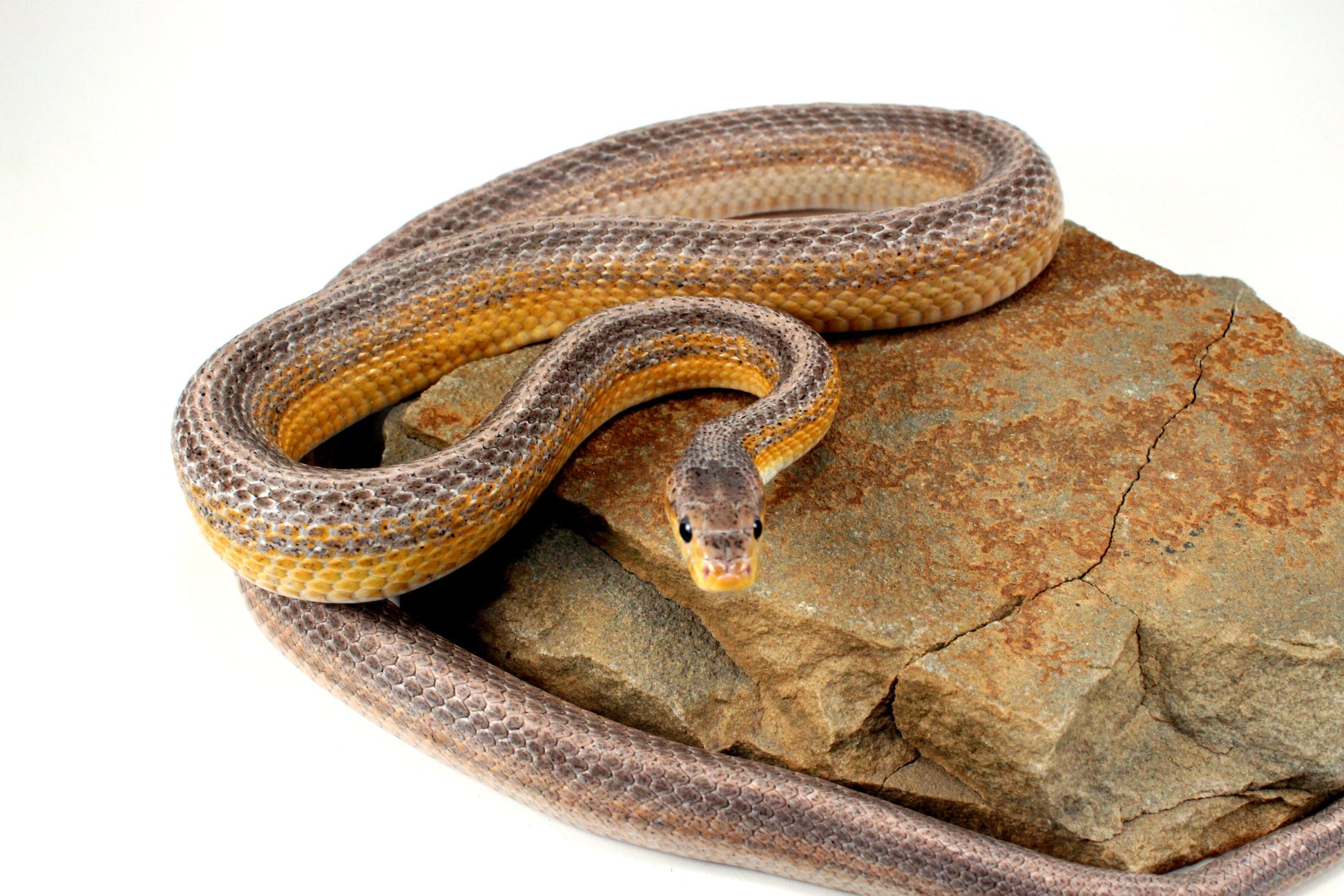 Dilute Anery Striped Corn Snake All Reptiles