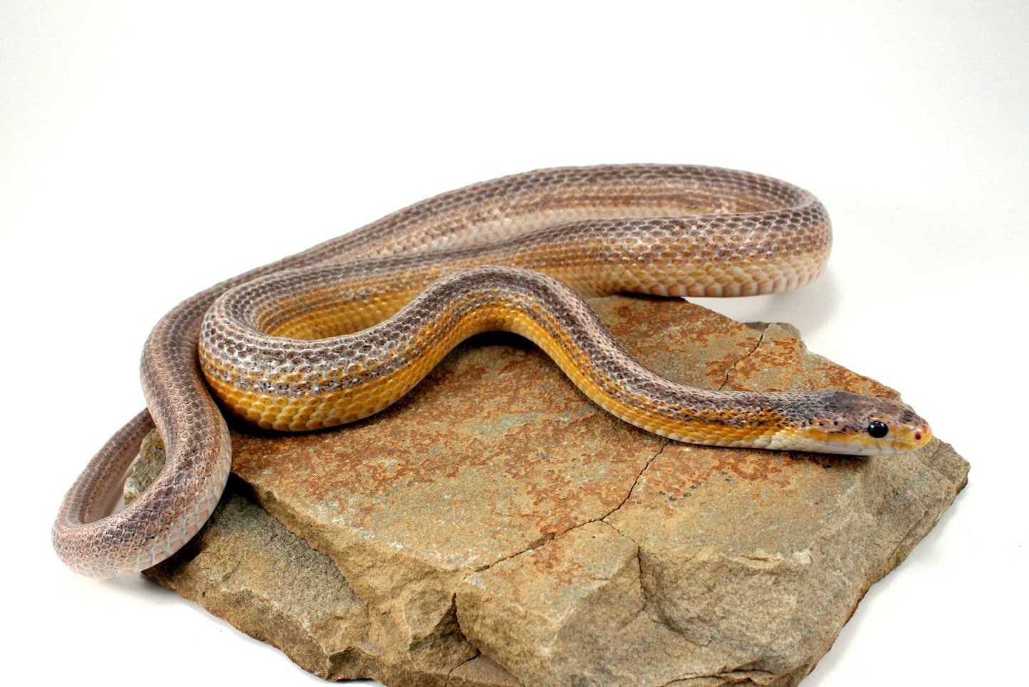 Dilute Anery Striped Corn Snake All Reptiles