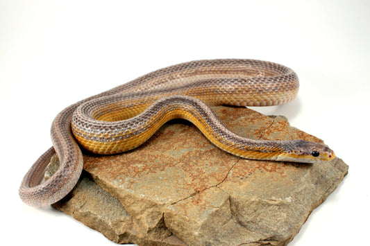 Dilute Anery Striped Corn Snake All Reptiles