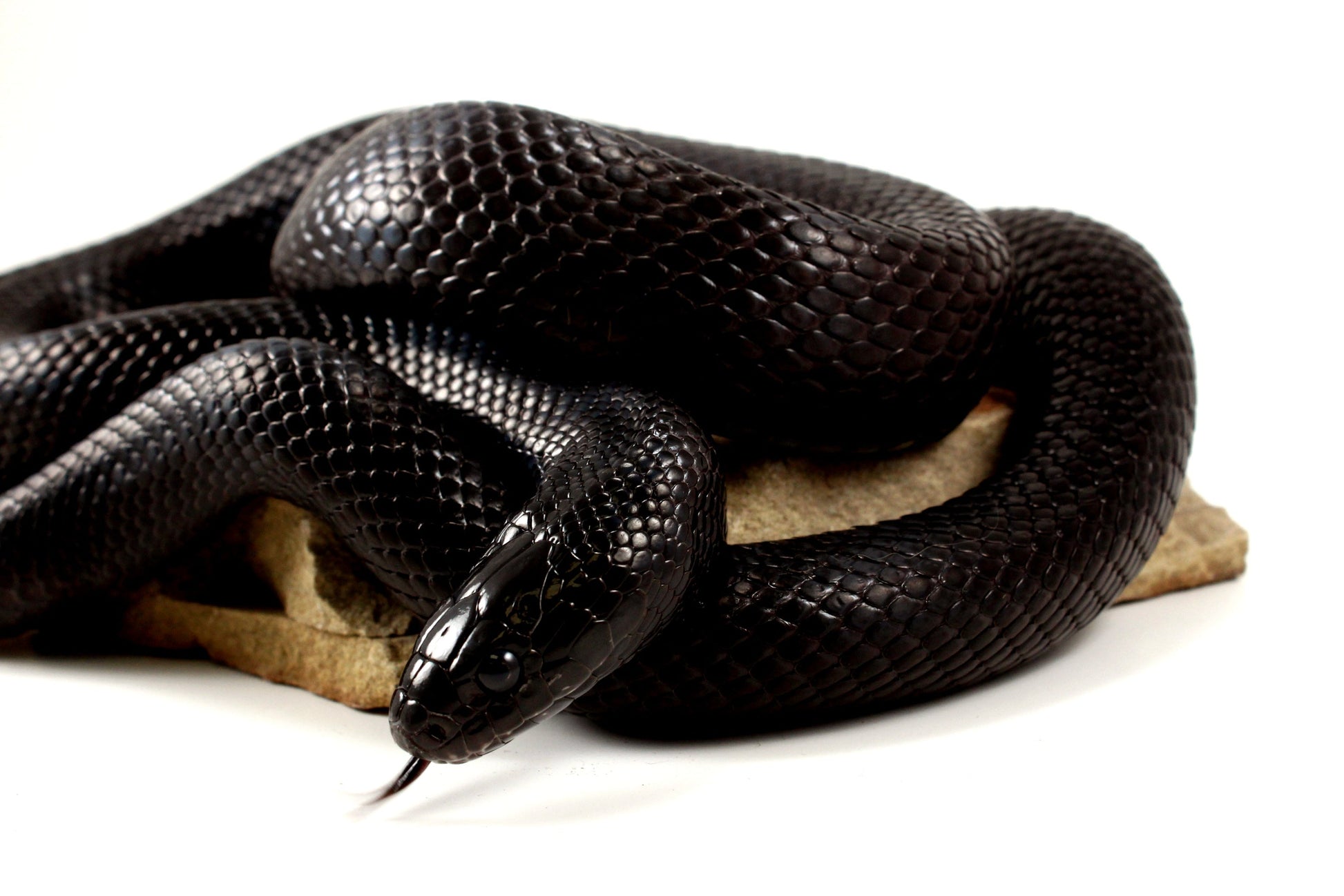 Mexican Black Kingsnake - Adult All Reptiles