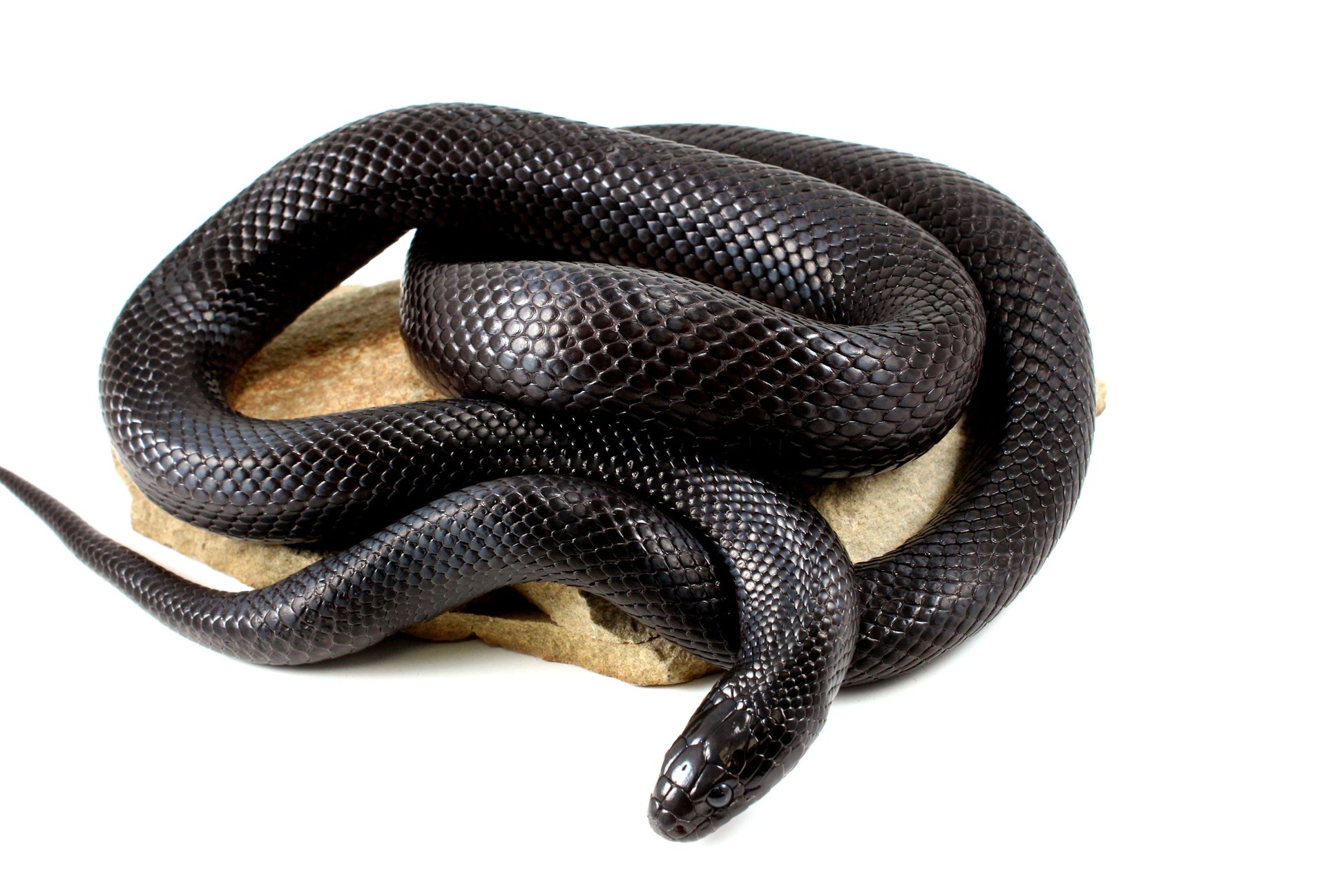 Mexican Black Kingsnake - Adult All Reptiles