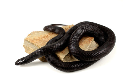 Mexican Black Kingsnake - Adult All Reptiles