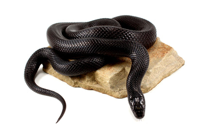 Mexican Black Kingsnake - Adult All Reptiles