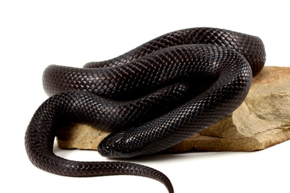 Mexican Black Kingsnake - Adult All Reptiles