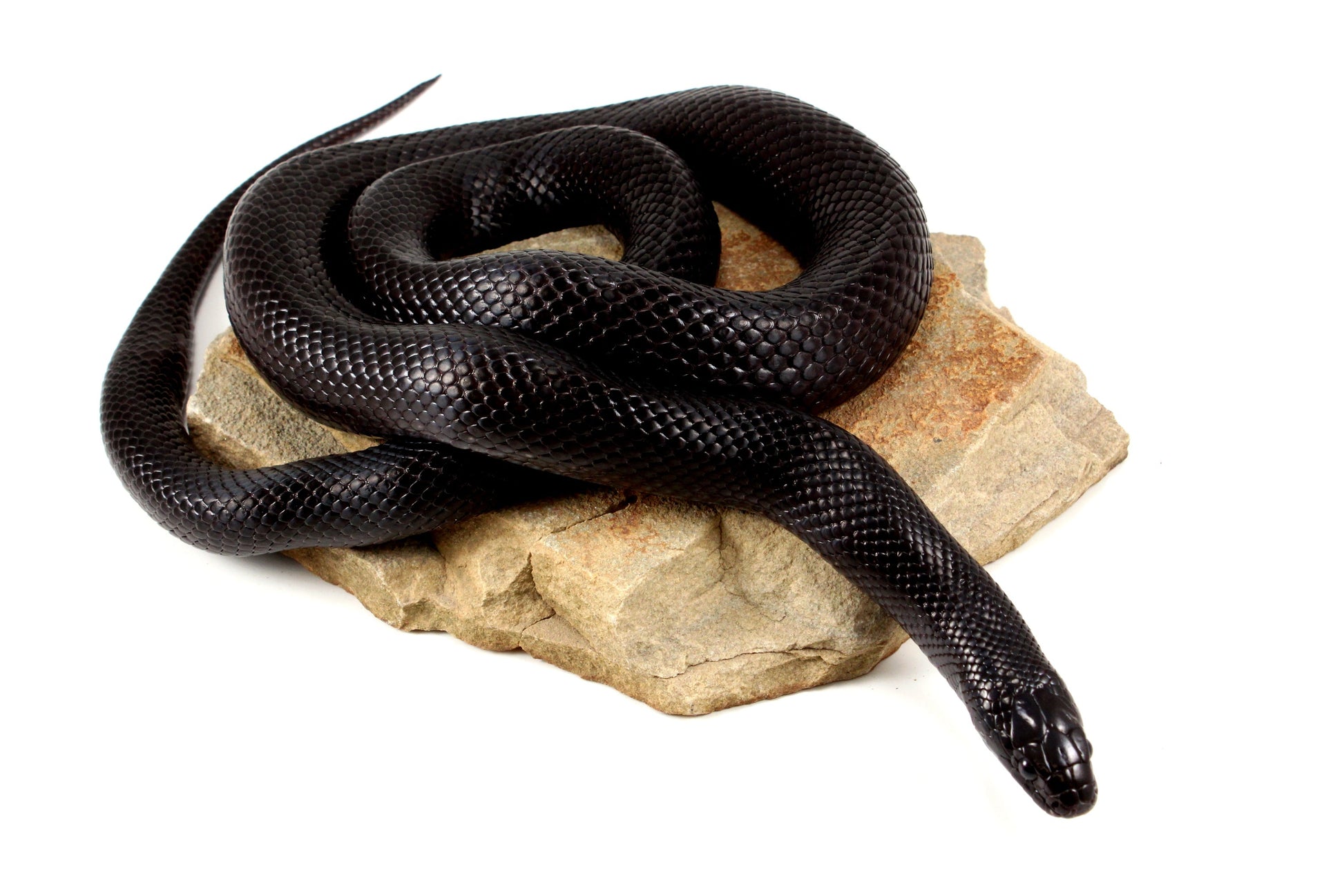 Mexican Black Kingsnake - Adult All Reptiles