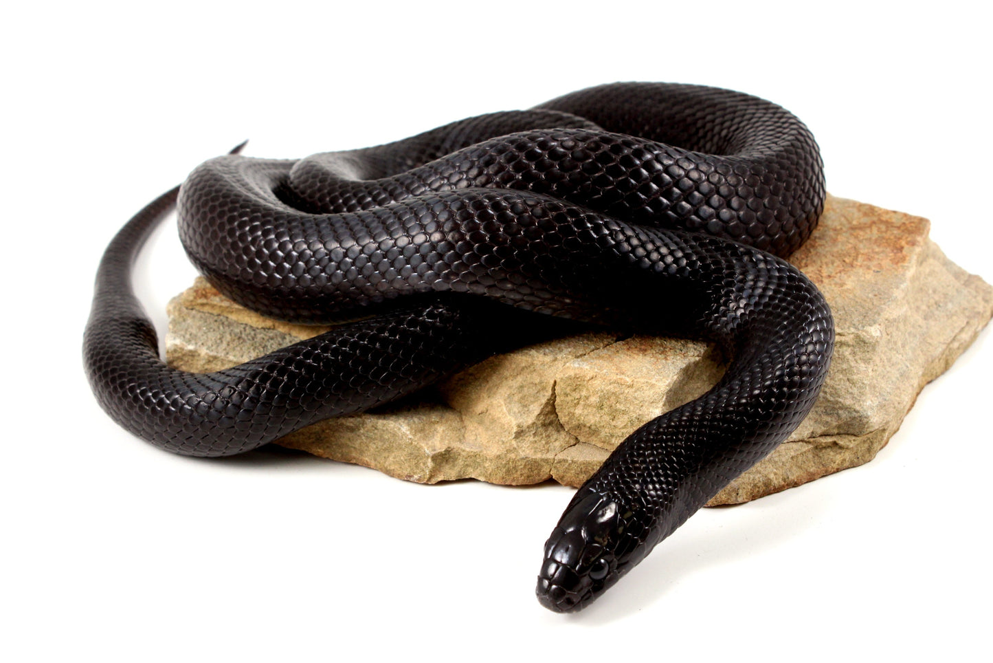 Mexican Black Kingsnake - Adult All Reptiles