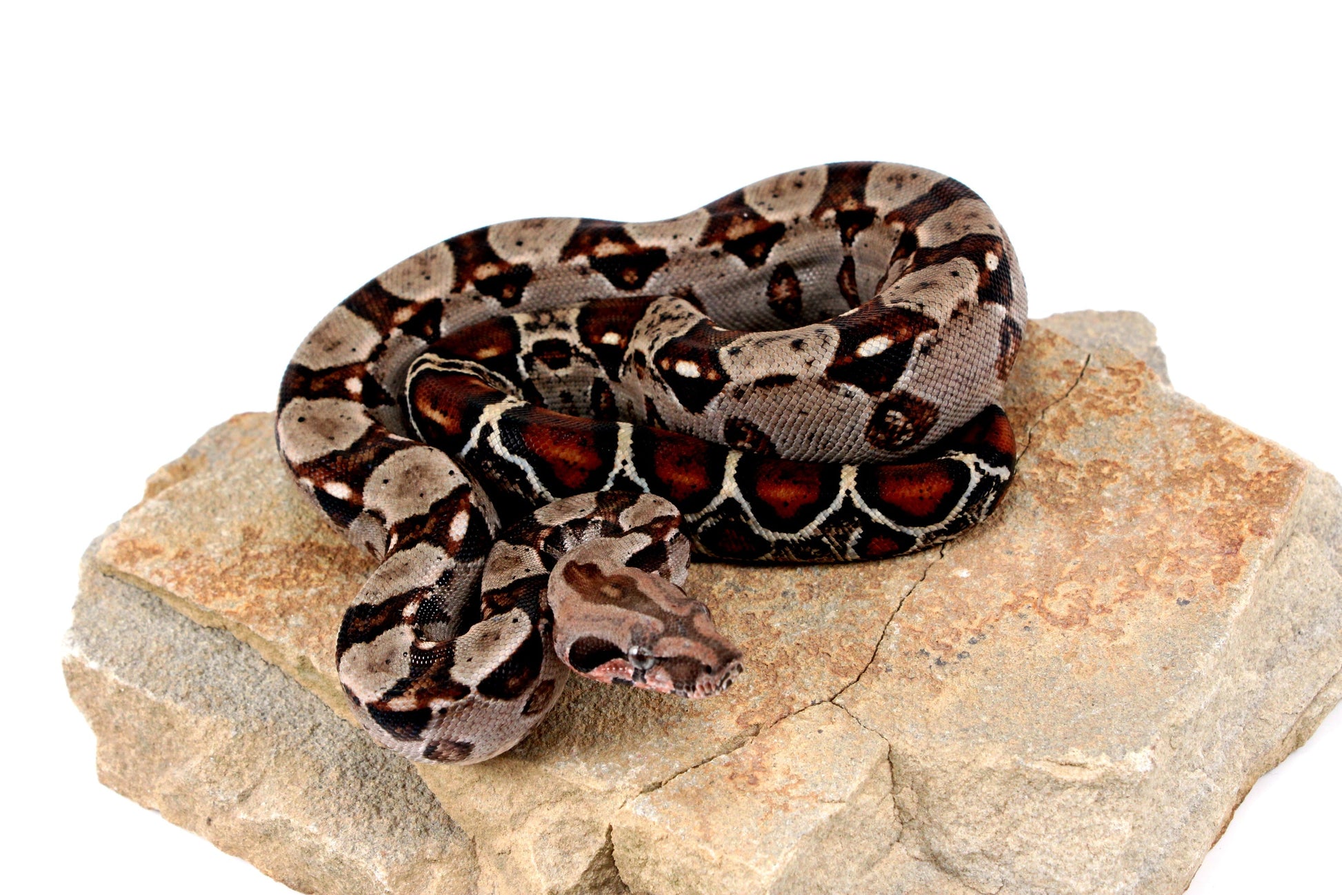 Double Het Leopard Het Kahl Colombian Boa All Reptiles