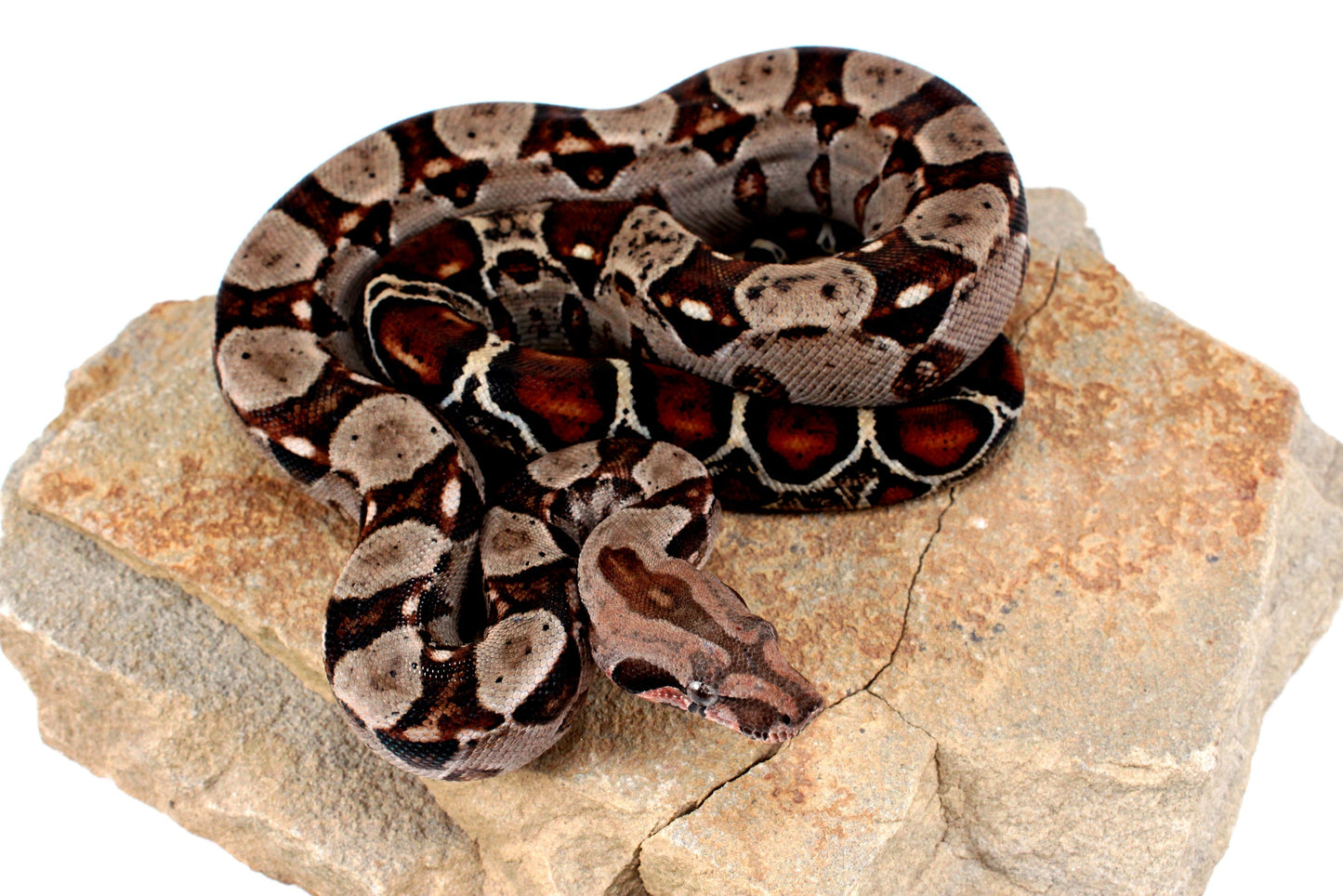 Double Het Leopard Het Kahl Colombian Boa All Reptiles