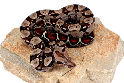 Double Het Leopard Het Kahl Colombian Boa All Reptiles