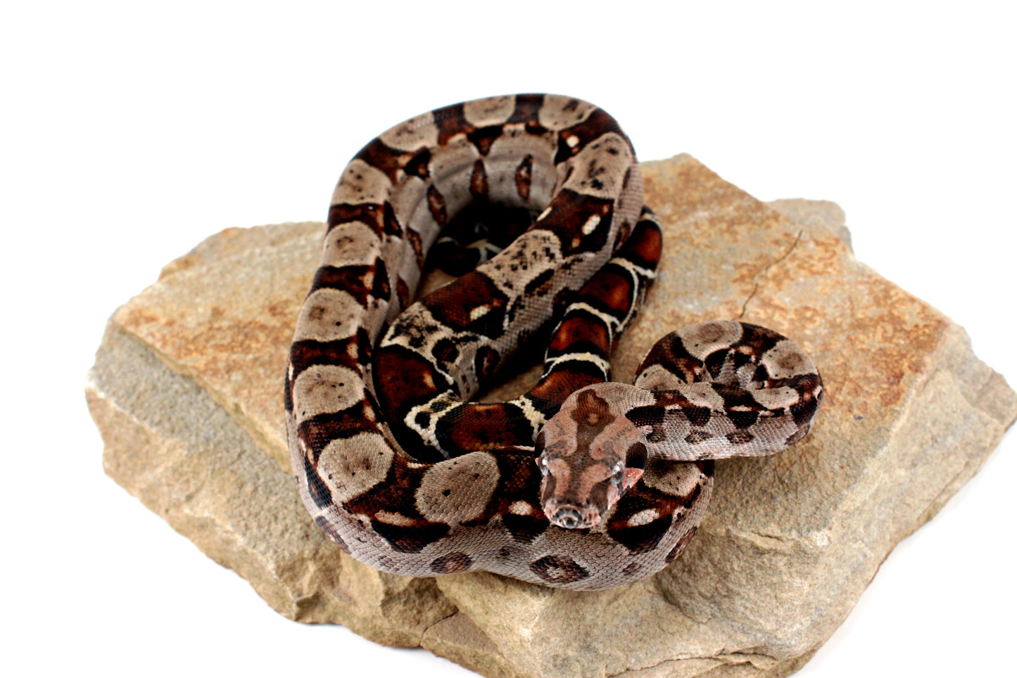 Double Het Leopard Het Kahl Colombian Boa All Reptiles