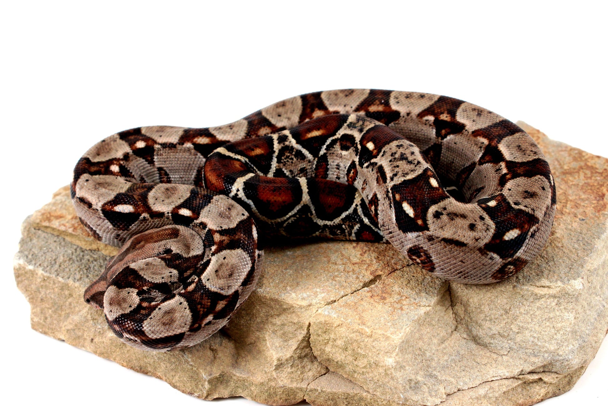 Double Het Leopard Het Kahl Colombian Boa All Reptiles