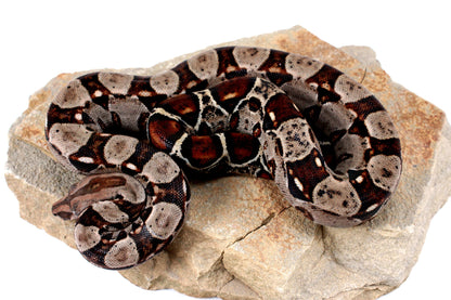 Double Het Leopard Het Kahl Colombian Boa All Reptiles