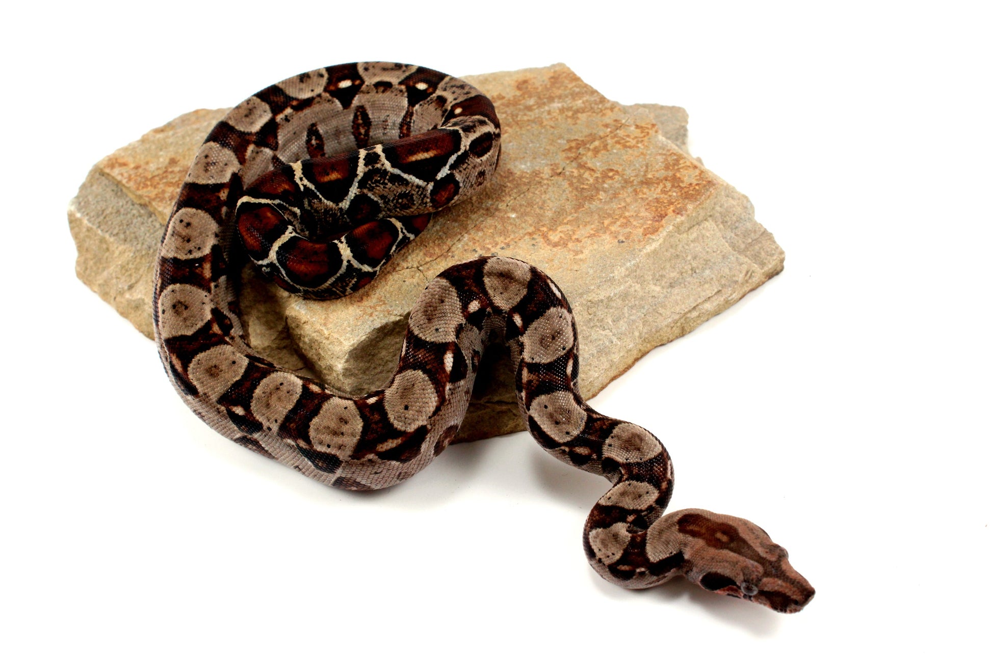 Double Het Leopard Het Kahl Colombian Boa All Reptiles