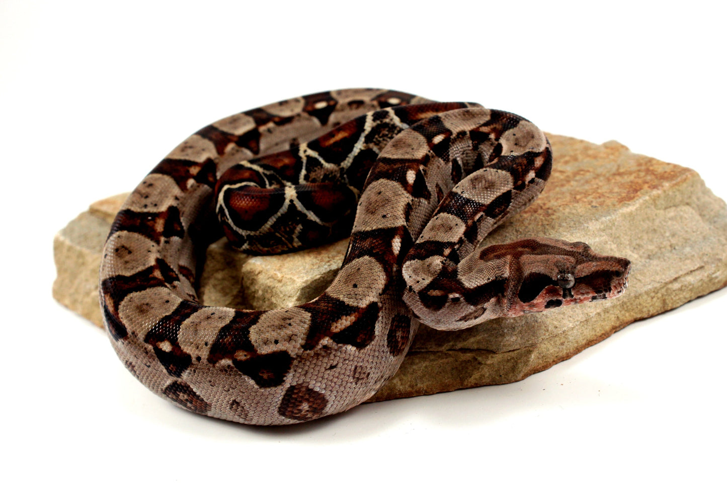 Double Het Leopard Het Kahl Colombian Boa All Reptiles