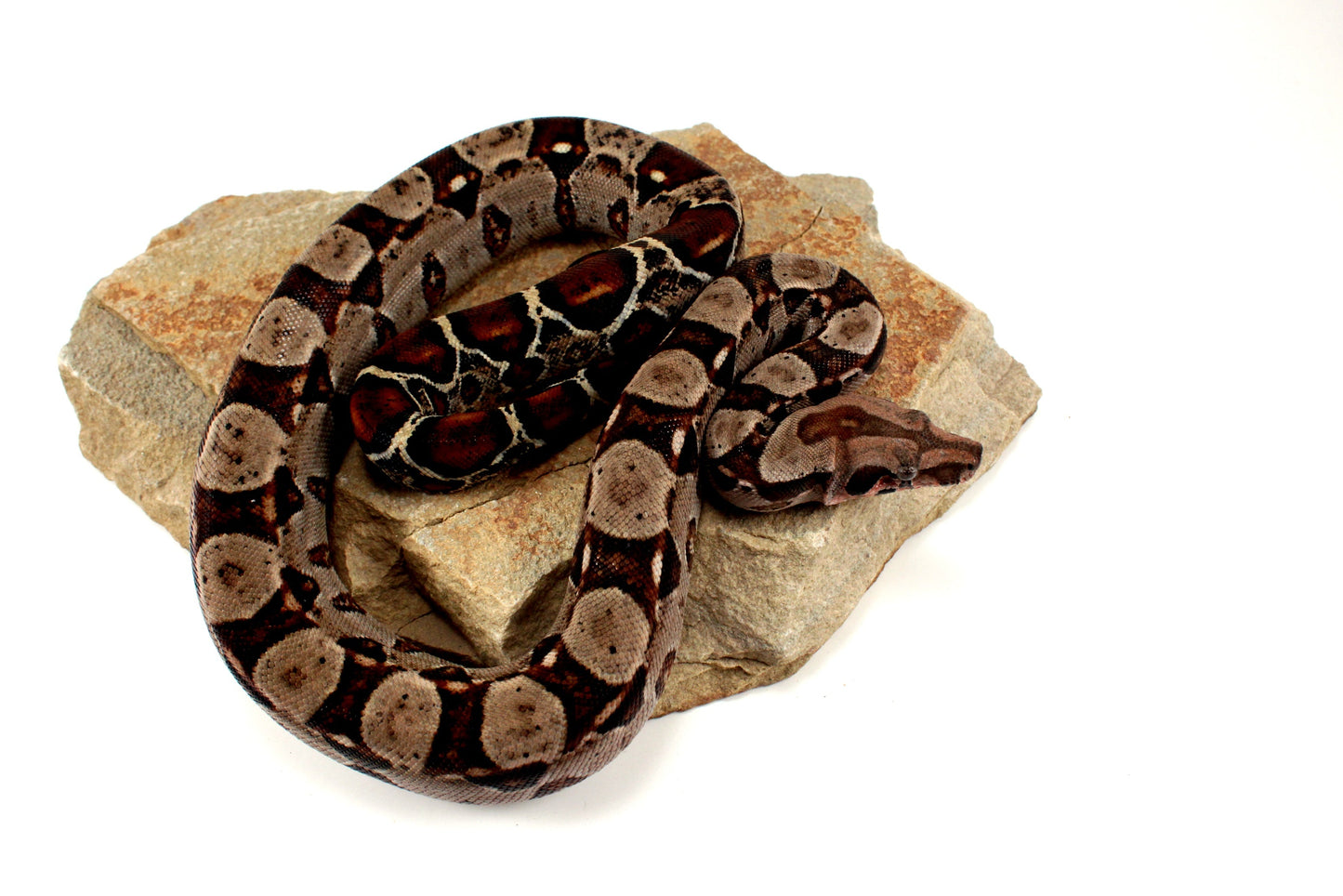 Double Het Leopard Het Kahl Colombian Boa All Reptiles