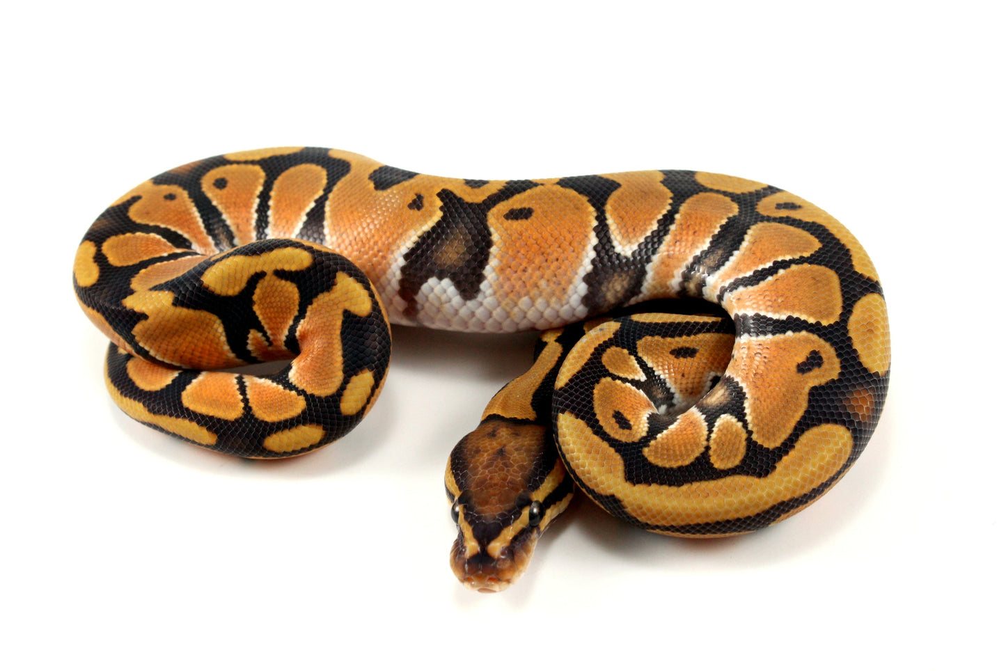 Orange Dream Hypo Ball Python All Reptiles