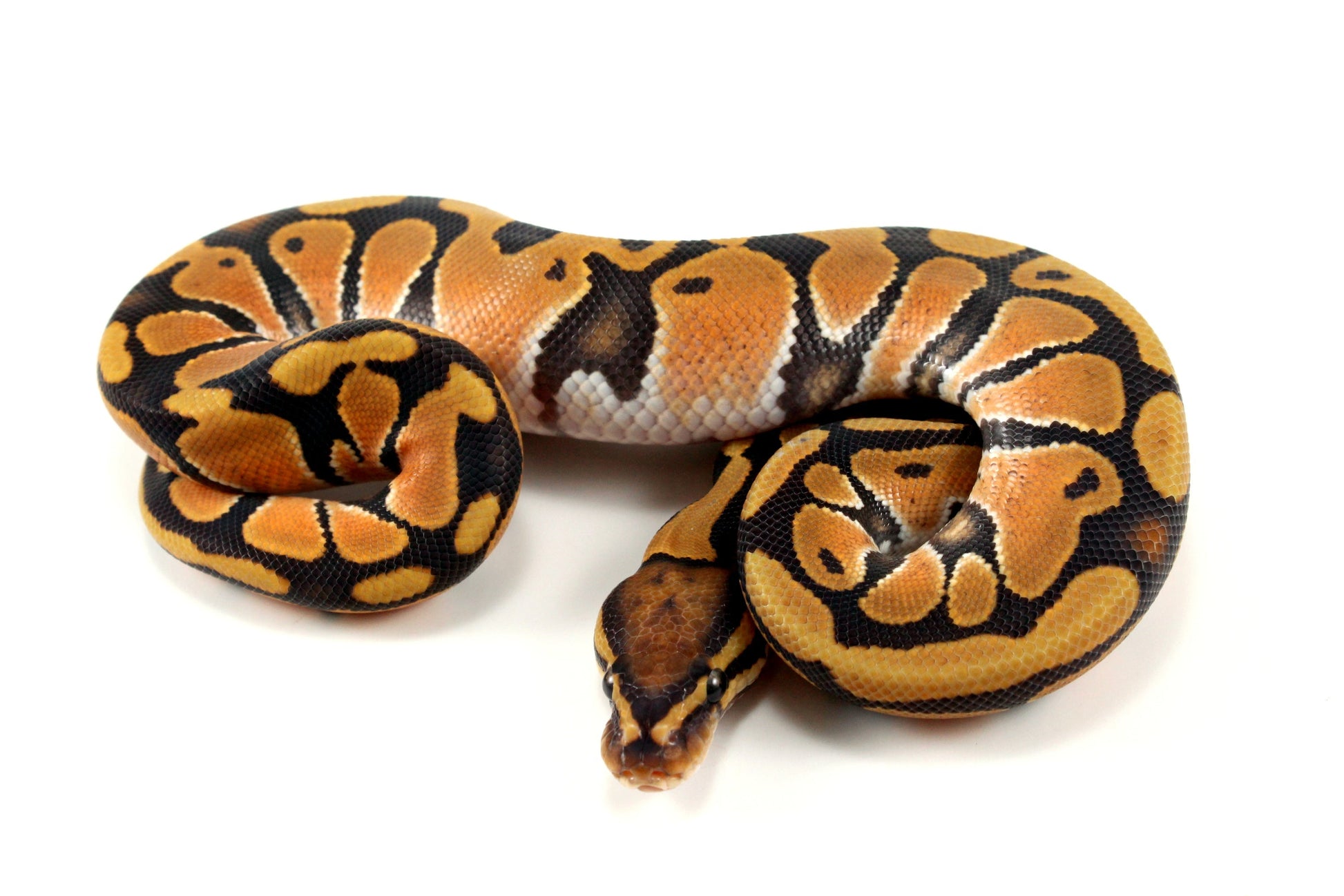 Orange Dream Hypo Ball Python All Reptiles