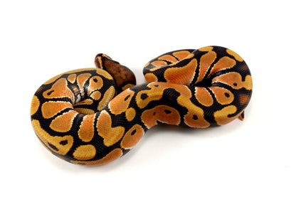 Orange Dream Hypo Ball Python All Reptiles