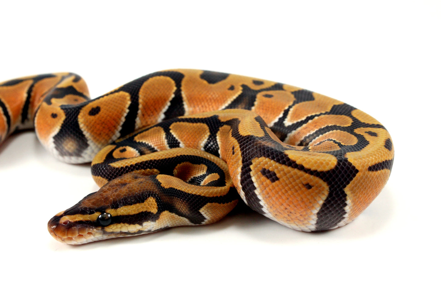 Orange Dream Hypo Ball Python All Reptiles