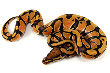 Orange Dream Hypo Ball Python All Reptiles