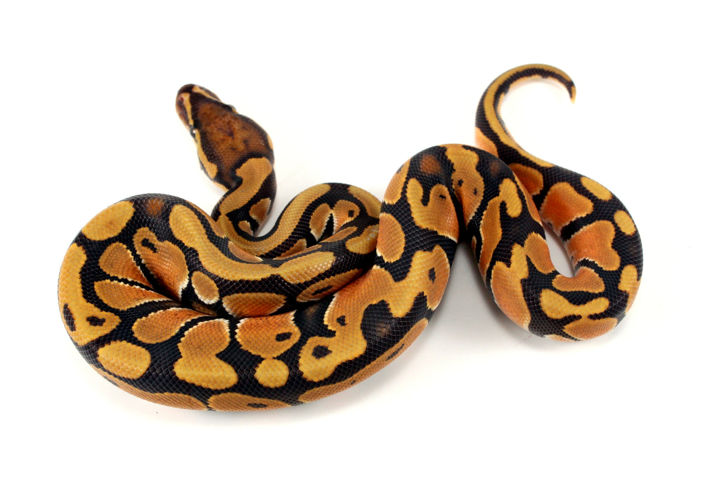 Orange Dream Hypo Ball Python All Reptiles