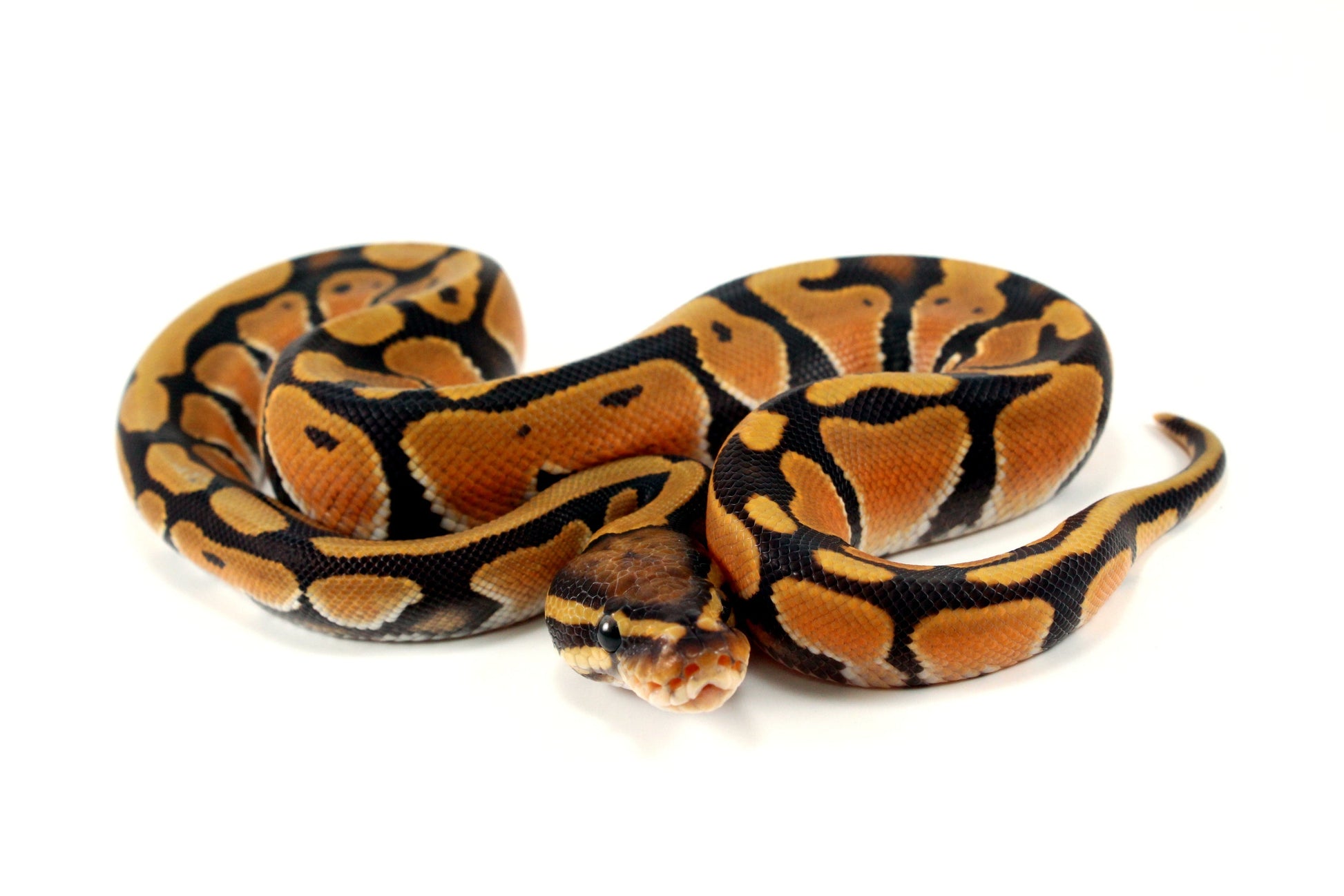 Orange Dream Hypo Ball Python All Reptiles