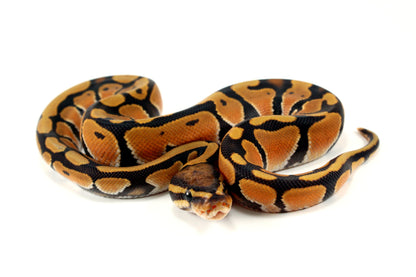 Orange Dream Hypo Ball Python All Reptiles