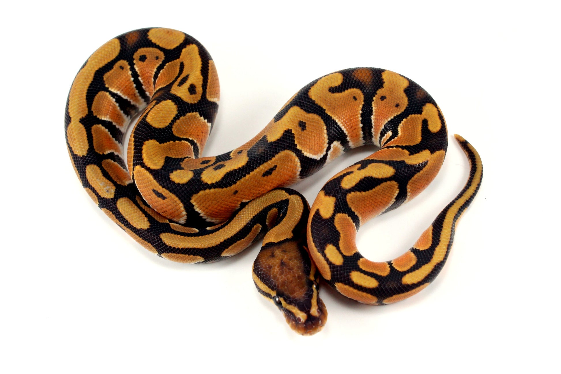 Orange Dream Hypo Ball Python All Reptiles