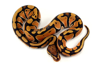 Orange Dream Hypo Ball Python All Reptiles