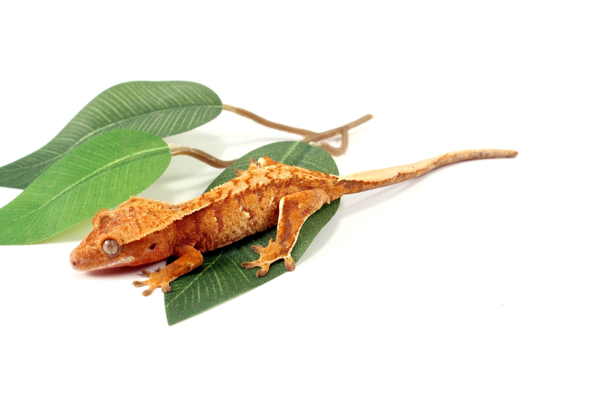 Yellow Tiger Crested Gecko All Reptiles