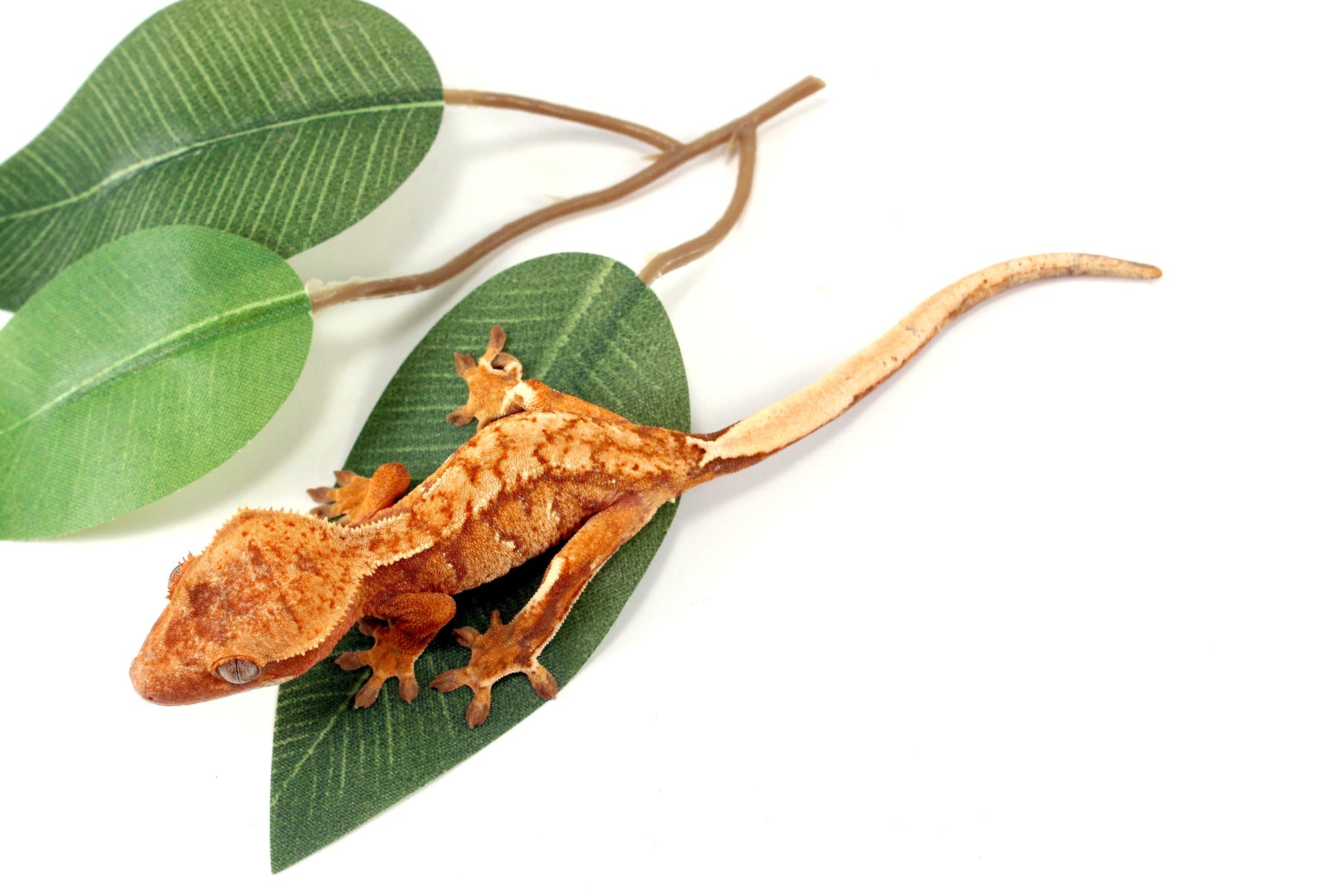 Yellow Tiger Crested Gecko All Reptiles