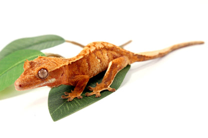 Yellow Tiger Crested Gecko All Reptiles