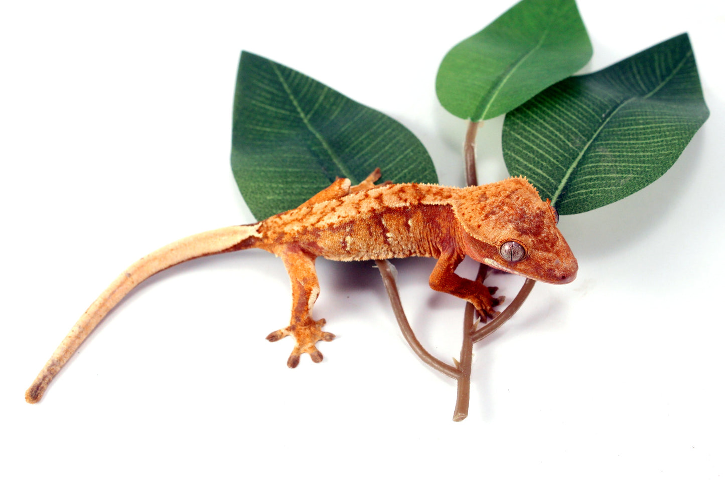 Yellow Tiger Crested Gecko All Reptiles
