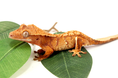 Yellow Tiger Crested Gecko All Reptiles