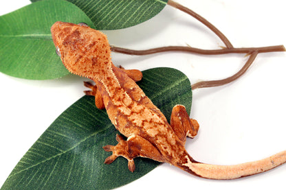 Yellow Brindle Crested Gecko All Reptiles