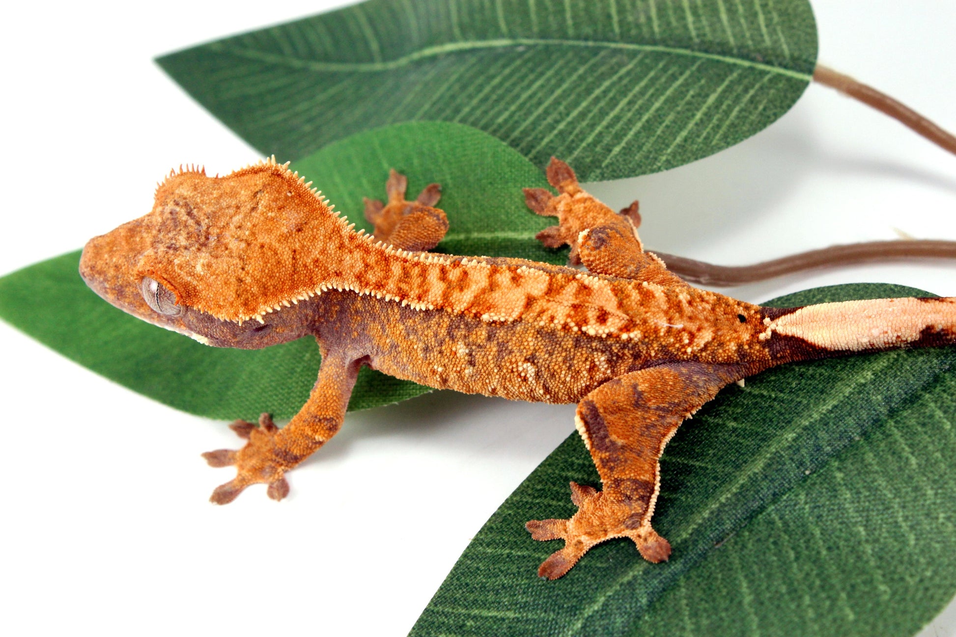 Yellow Brindle Crested Gecko All Reptiles