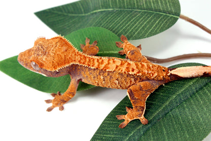 Yellow Brindle Crested Gecko All Reptiles