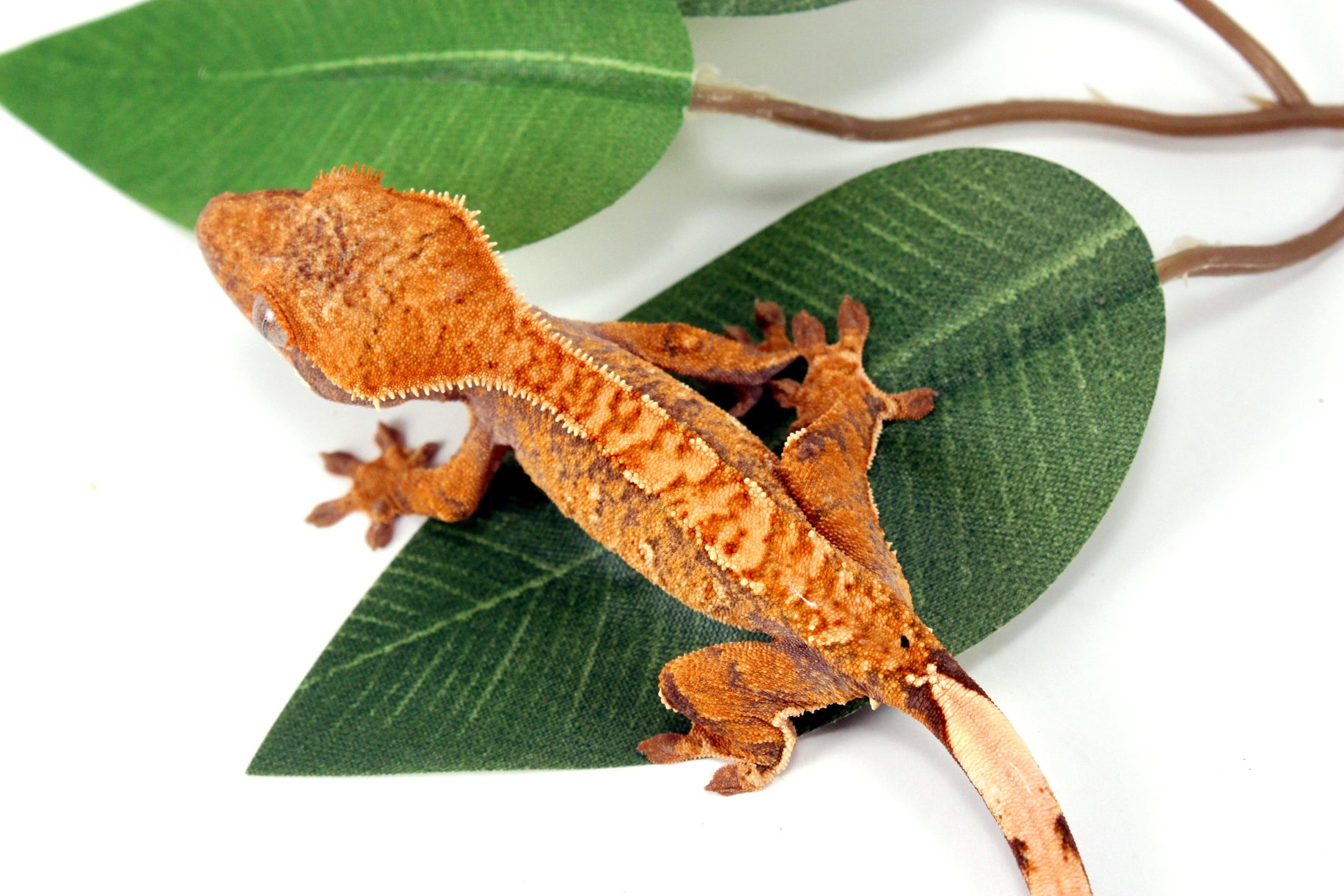 Yellow Brindle Crested Gecko All Reptiles